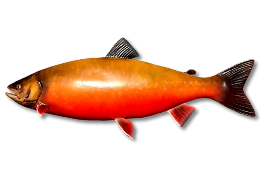 Голец Куорский
