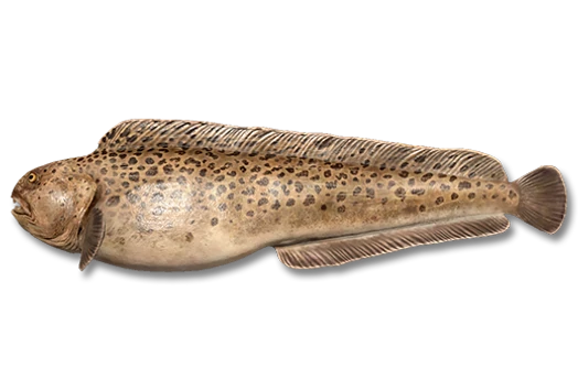 Зубатка пятнистая