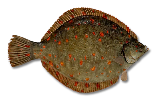 Камбала морская