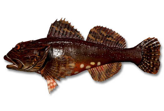 Керчак европейский