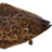 Палтус атлантический