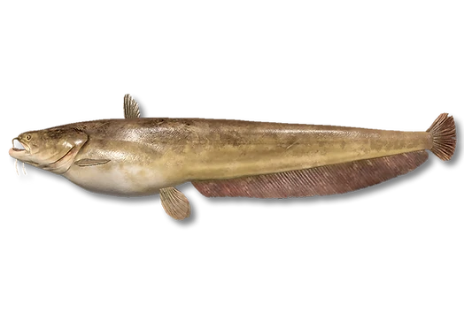 Сом амурский